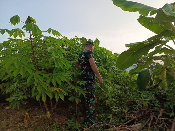 Tingkatkan Hasil, Babinsa Kodim Solok Bantu Petani Rawat Tanaman Ubi Kayu.