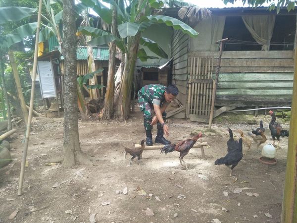 Usaha Sampingan Ternak Ayam Kampung, Babinsa Dapat Tingkatkan Perekonomian Keluarga