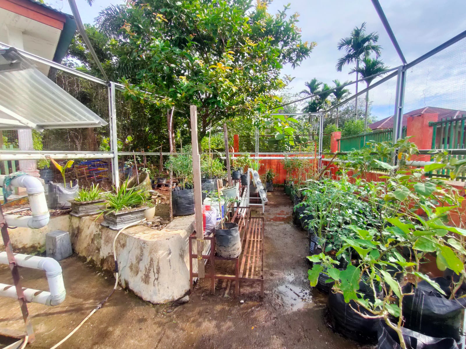 Dinas Pertanian dan Pangan Jadikan Area Kantor Instansi sebagai Kebun Percontohan