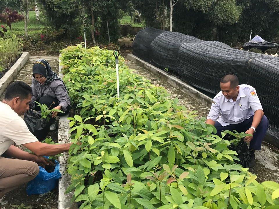 Tambah Tutupan Lahan, DLH Jemput 2500 Bibit Pohon ke BPDASHL