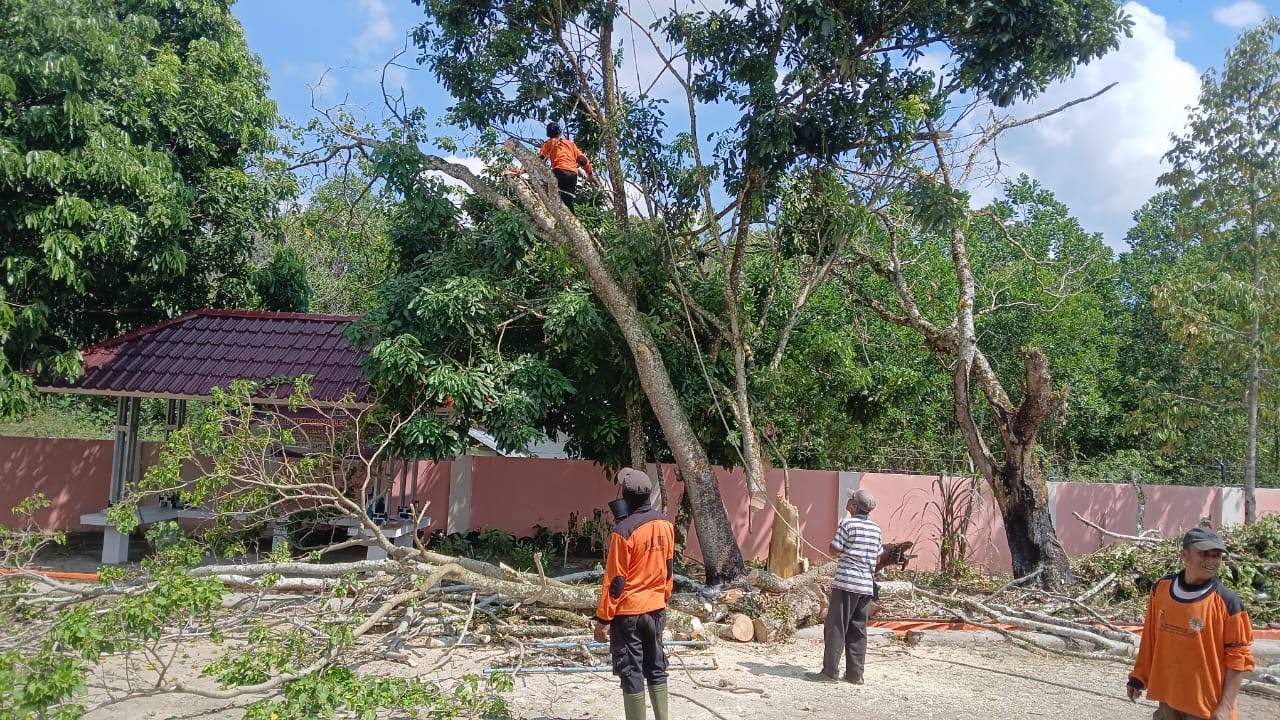 Meski Terbatas, DLH Komitmen Layani Permohonan Pemangkasan Pohon