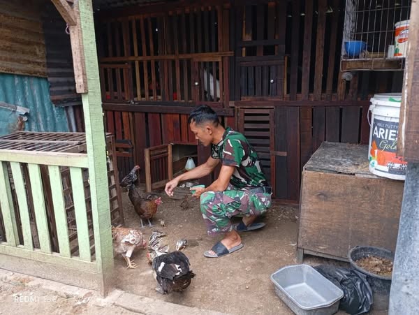 Babinsa Berikan Contoh Usaha Ternak Ayam dan Bebek bagi Warga Sekitar 